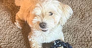 Eevee is registered to the contest to win money with this photo: dog, white_dog, rope_toy, carpet, indoor, pet, playful, happy, animal, canine, fur, paw, toy, home, bowl, mat, cute, small_dog, domestic_animal, resting