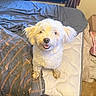 Eevee is registered to the contest to win money with this photo: dog, white_dog, pet, mammal, indoor, bed, blanket, mattress, fur, cute, happy, looking_up, small_dog, companion, animal, friendly, ears, mouth_open, floor, home
