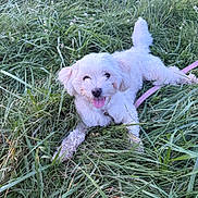 Eevee is registered to the contest to win money with this photo: dog, white_dog, grass, outdoor, pet, happy, playful, tongue_out, canine, fur, nature, leash, animal, summer, greenery, cute, lying_down, fluffy, small_dog, daylight