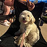 Eevee joined the competition — help win amazing prizes! dog, white_dog, fluffy, sitting, chair, leash, happy, tongue_out, person, tattoo, arm, legs, shoes, outdoor, evening, casual_clothing, black_chair, concrete_floor, smiling_dog, pet