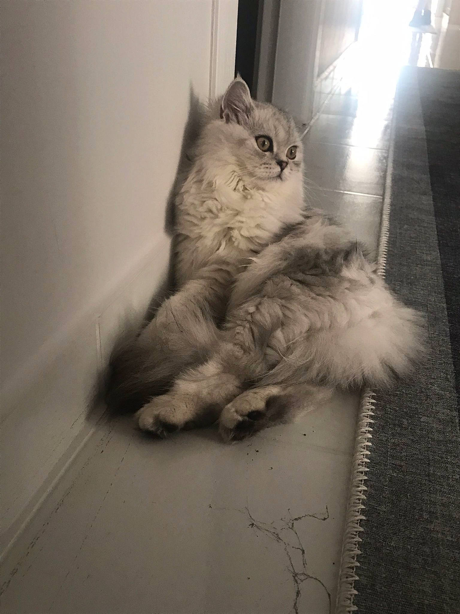 Cotton is registered to the contest to win money with this photo: british_longhair, carnivore, cat, claw, comfort, domestic_short_haired_cat, felidae, flooring, fur, grey, monochrome, monochrome_photography, paw, sitting, small_to_medium_sized_cats, snout, tail, whiskers, window, wood