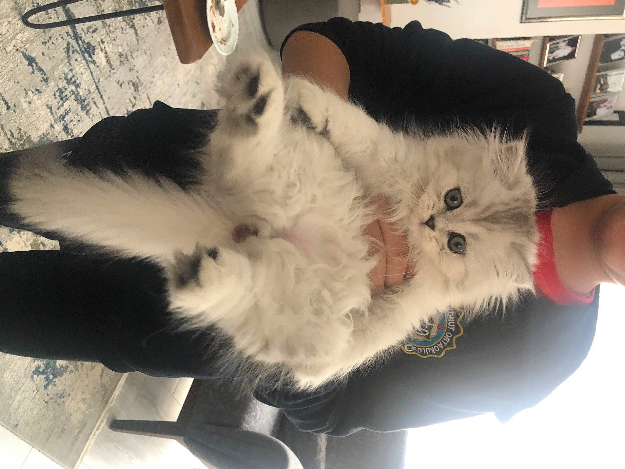 Cotton is registered to the contest to win money with this photo: canidae, carnivore, cat, claw, comfort, companion_dog, dog_breed, domestic_short_haired_cat, ear, eye, felidae, fur, gesture, jaw, lap, paw, small_to_medium_sized_cats, snout, tail, whiskers