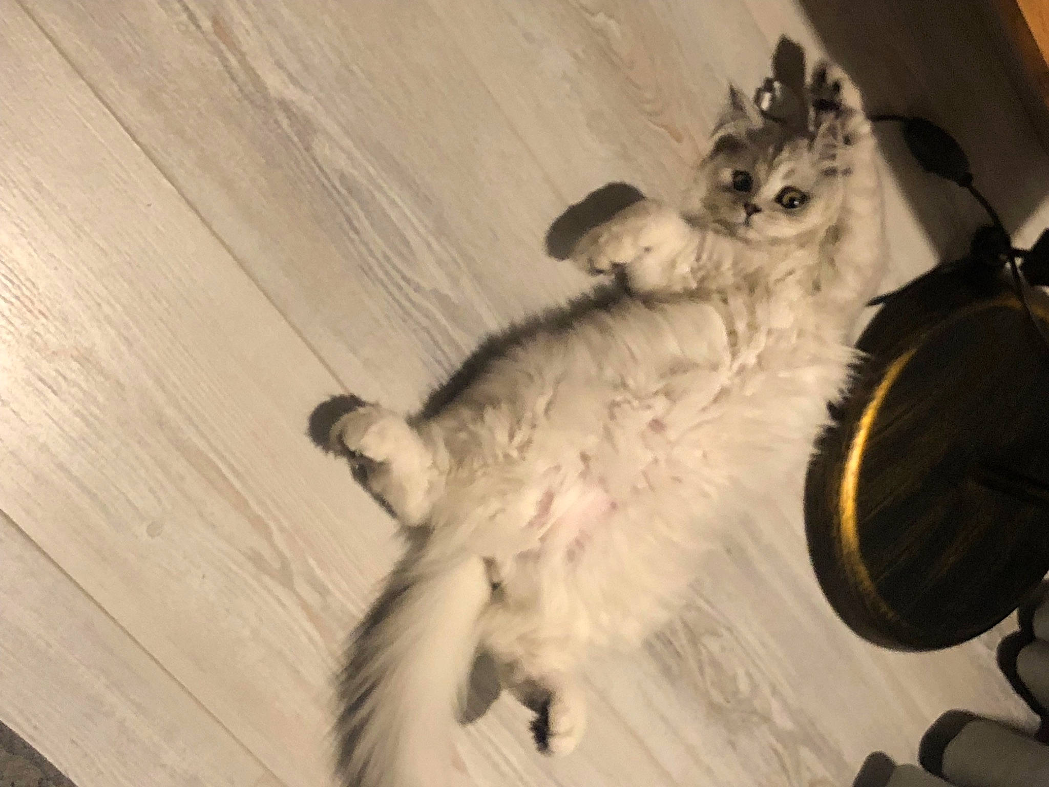 Cotton joined the competition — help win amazing prizes! canidae, carnivore, cat, companion_dog, dog_breed, domestic_short_haired_cat, fawn, felidae, flooring, fur, hardwood, paw, sitting, small_to_medium_sized_cats, snout, sporting_group, tail, whiskers, wood, wood_stain