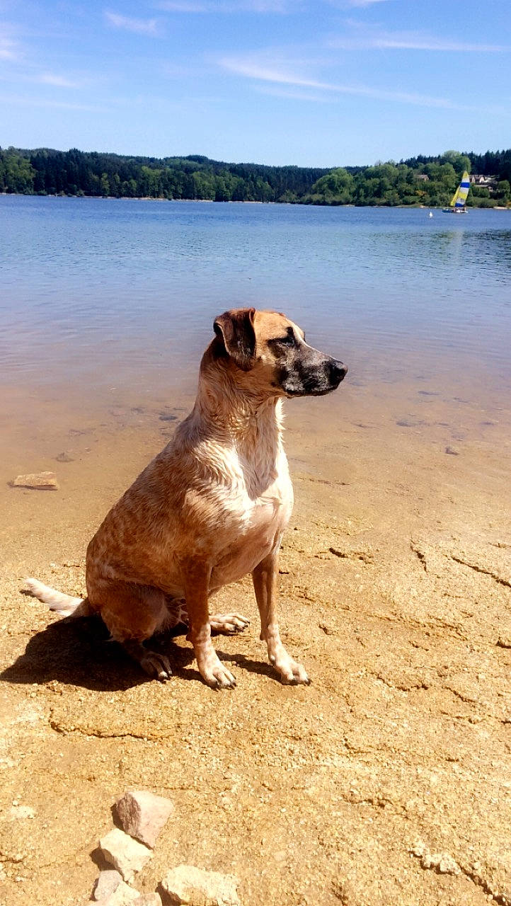Jill participe au concours pour gagner de l'argent avec cette photo : beach, carnivore, cloud, collar, companion_dog, dog, dog_breed, dog_collar, fawn, lake, landscape, ocean, sky, snout, tail, terrestrial_animal, tree, water, wood, working_animal