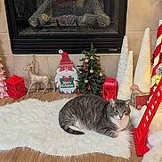 Lucifur is registered to the contest to win money with this photo: cat, christmas_decorations, christmas_tree, cozy, decorative_trees, festive, fireplace, fluffy_rug, gift_box, gnome, holiday, indoor, ornaments, pet, red_lantern, reindeer, rug, seasonal, tabby_cat, wood_floor