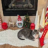 cat, christmas_decorations, christmas_tree, cozy, decorative_trees, festive, fireplace, fluffy_rug, gift_box, gnome, holiday, indoor, ornaments, pet, red_lantern, reindeer, rug, seasonal, tabby_cat, wood_floor