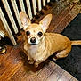 Nova joined the competition — help win amazing prizes! dog, chihuahua, small_dog, pet, tan, ears, wooden_floor, radiator, mat, indoor, looking_up, animal, cute, companion, domestic, friendly, fur, mammal, canine, alert