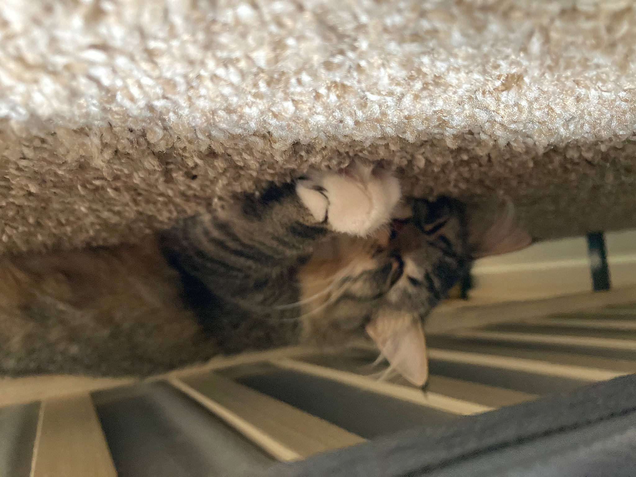 Molly joined the competition — help win amazing prizes! carnivore, cat, comfort, domestic_short_haired_cat, fawn, felidae, flooring, fur, grey, human_leg, mammal, small_to_medium_sized_cats, snout, tail, textile, tints_and_shades, vertebrate, whiskers, windscreen_wiper, wood