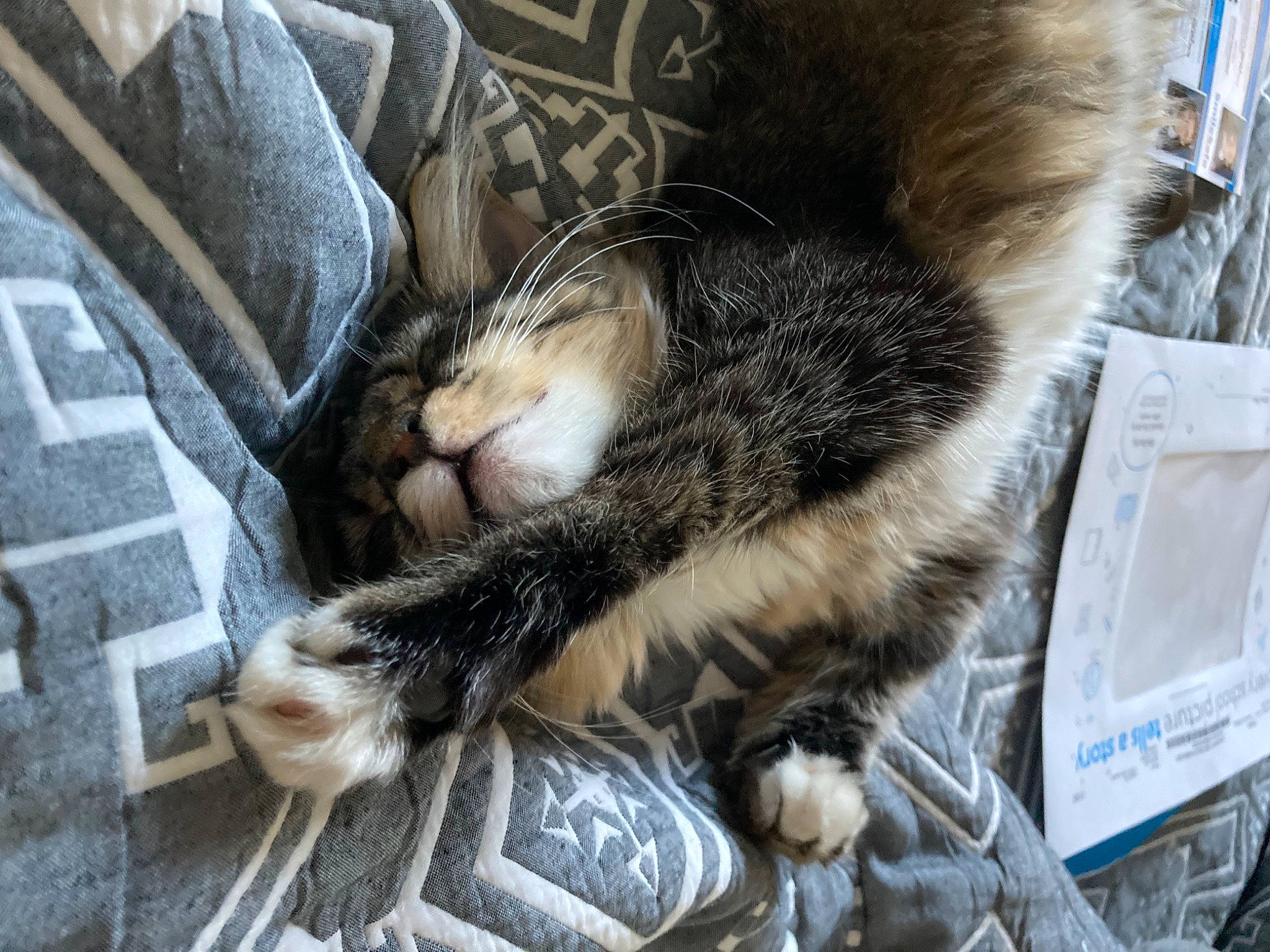 Molly joined the competition — help win amazing prizes! carnivore, cat, claw, comfort, domestic_short_haired_cat, felidae, foot, fur, natural_material, paw, small_to_medium_sized_cats, snout, tail, terrestrial_animal, whiskers