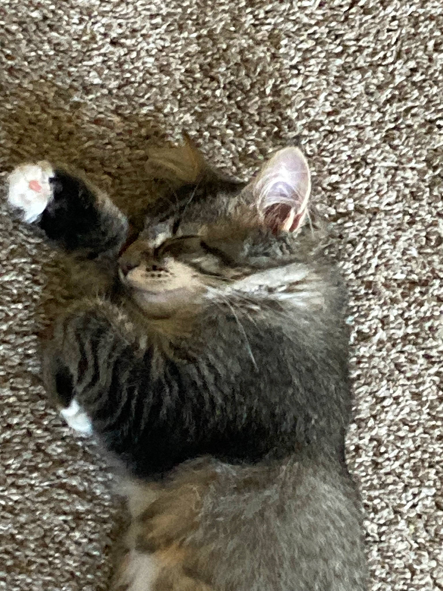 Molly joined the competition — help win amazing prizes! canidae, carnivore, cat, claw, dog_breed, domestic_short_haired_cat, felidae, fur, livestock, paw, small_to_medium_sized_cats, snout, soil, sporting_group, tail, terrestrial_animal, whiskers, wildlife, working_animal, zoo