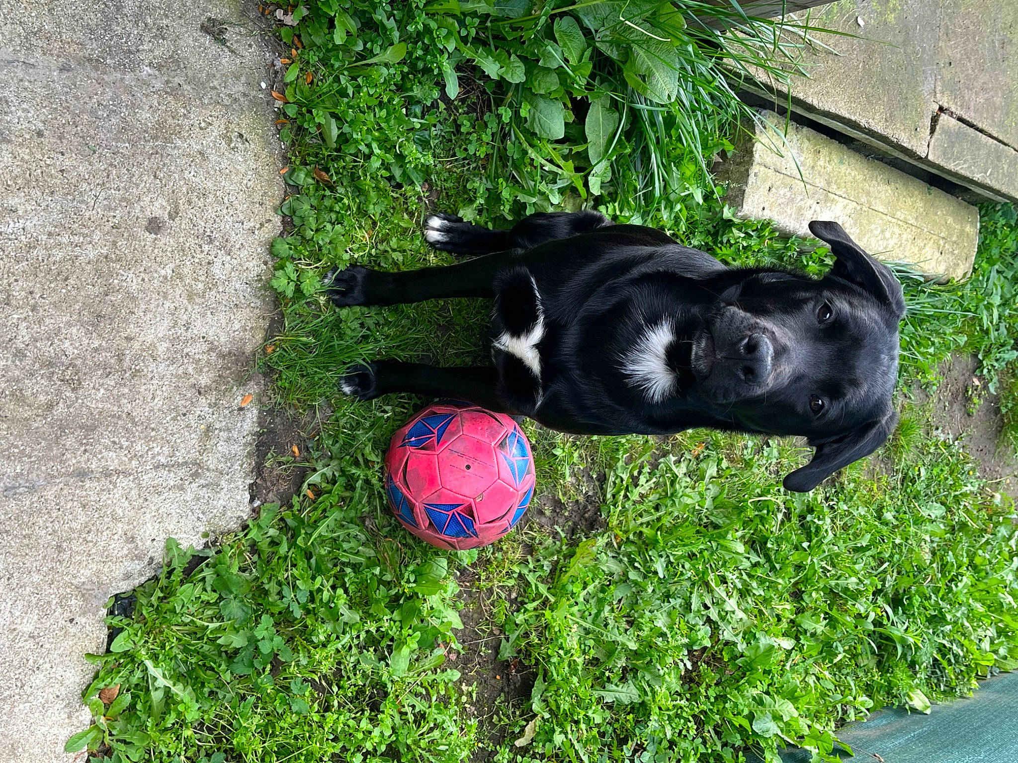Tommy participe au concours pour gagner de l'argent avec cette photo : art, ball, carnivore, dog, dog_breed, electric_blue, football, grass, groundcover, lawn, plant, sculpture, shrub, soccer_ball, sporting_group, sports_equipment, tail, toy, tree, working_animal