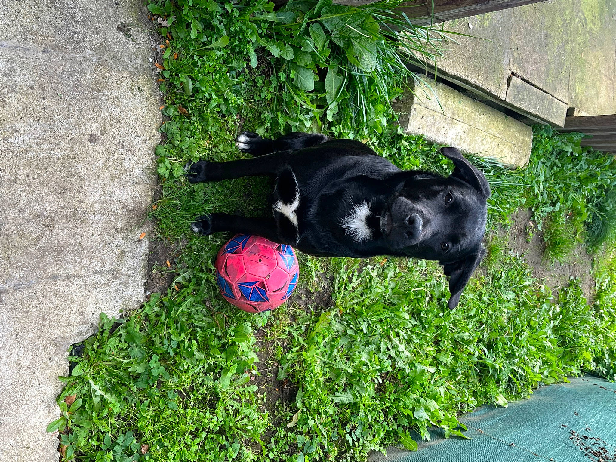 Tommy a rejoint le concours — aidez-le/la à gagner de superbes lots ! art, ball, carmine, dog_breed, electric_blue, garden, grass, groundcover, landscaping, lawn_ornament, plant, sculpture, shadow, shrub, sporting_group, tail, toy, tree, window, working_animal
