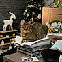 Tigrou a rejoint le concours — aidez-le/la à gagner de superbes lots ! cat, tabby_cat, stack_of_papers, books, christmas_tree, ornaments, reindeer_figure, candle, decor, wooden_table, magazine, bowl, indoor, holiday, festive, feline, pet, cozy, living_room, relaxing