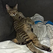 Tigrou a rejoint le concours — aidez-le/la à gagner de superbes lots ! cat, tabby, striped, blanket, couch, relaxed, sleepy, indoor, pet, feline, fur, whiskers, paws, cozy, resting, soft, comfort, domestic, animal, lazy