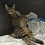 cat, tabby, striped, blanket, couch, relaxed, sleepy, indoor, pet, feline, fur, whiskers, paws, cozy, resting, soft, comfort, domestic, animal, lazy