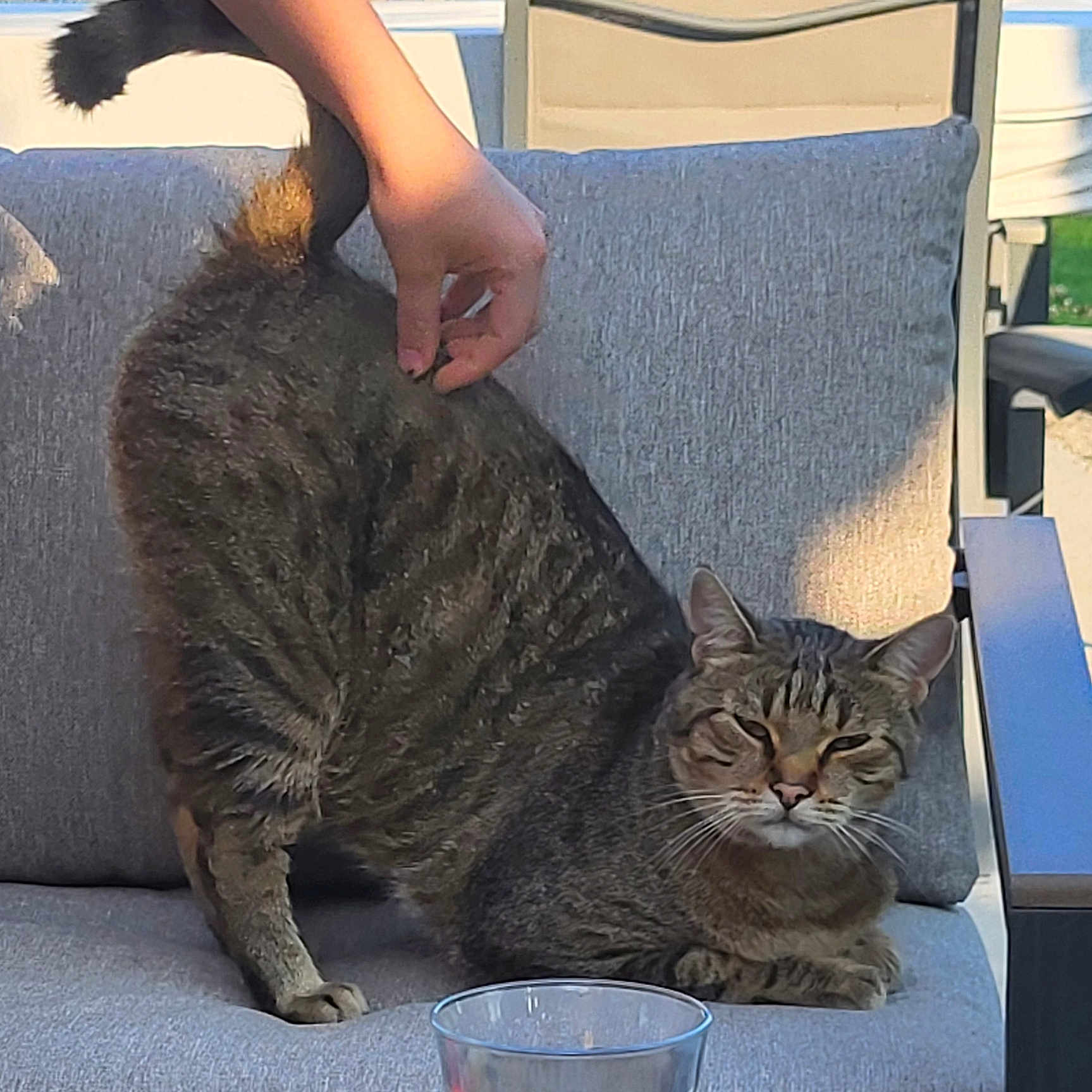 Tigrou participe au concours pour gagner de l'argent avec cette photo : animal, backyard, cat, chair, cushion, daylight, ears, fur, glass, hand, human, outdoor_furniture, paw, pet, relaxation, stretching, sunlight, tabby_cat, tail, whiskers