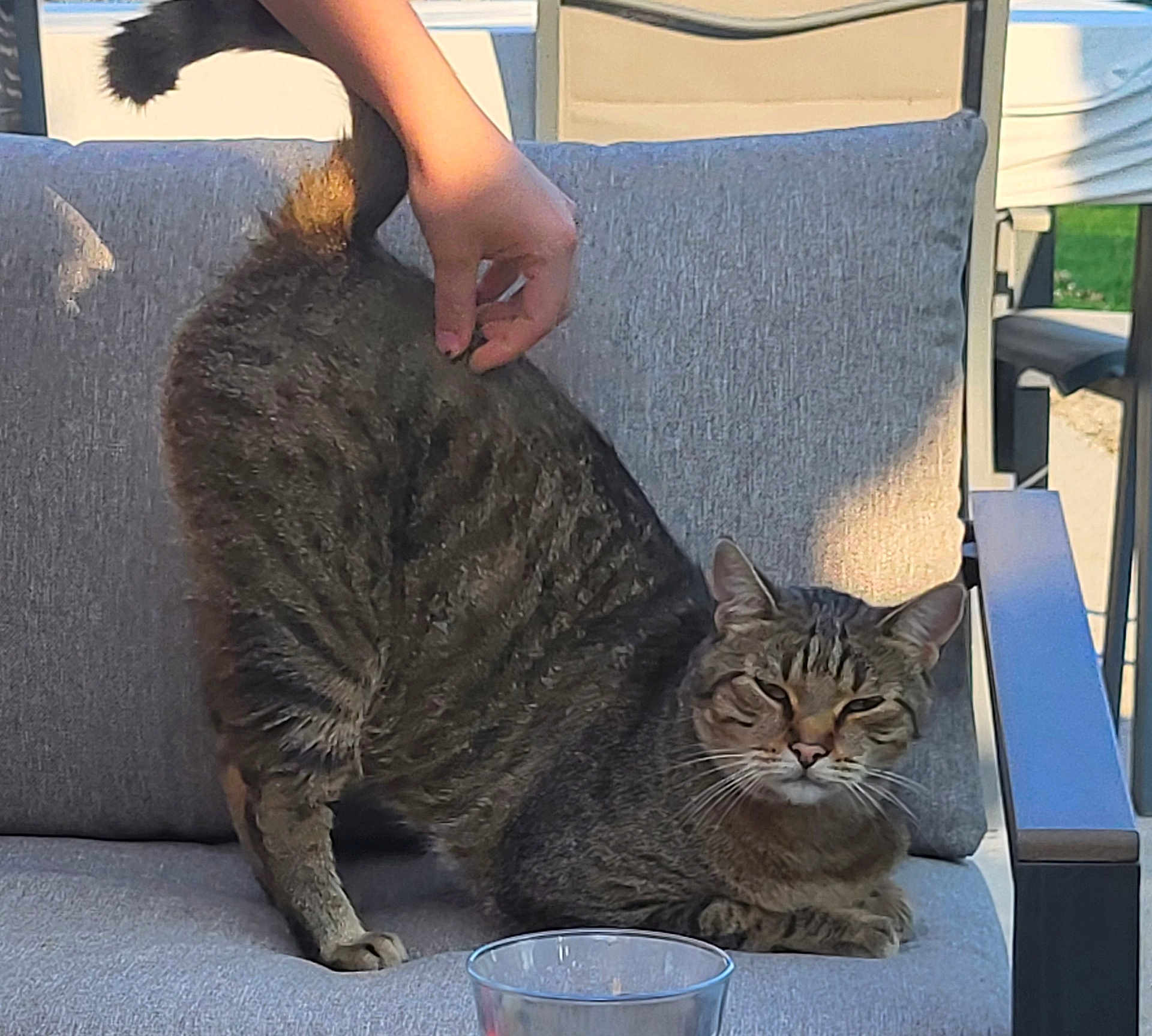 Tigrou participe au concours pour gagner de l'argent avec cette photo : cat, tabby_cat, stretching, cushion, outdoor_furniture, hand, human, glass, sunlight, relaxation, pet, animal, chair, backyard, daylight, paw, whiskers, ears, fur, tail