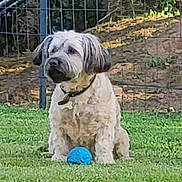 Nooky a rejoint le concours — aidez-le/la à gagner de superbes lots ! dog, grass, ball, outdoor, pet, fence, collar, play, animal, cute, garden, yard, fluffy, sitting, daylight, green, toy, nature, domestic_animal, leisure