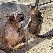 Nooky a rejoint le concours — aidez-le/la à gagner de superbes lots ! animal, brown_dog, cat, companion, concrete, daylight, dog, ears, furry, looking_back, nature, outdoor, pet, quiet, relaxing, shadow, sitting, sunlight, tabby_cat, tail
