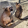 animal, brown_dog, cat, companion, concrete, daylight, dog, ears, furry, looking_back, nature, outdoor, pet, quiet, relaxing, shadow, sitting, sunlight, tabby_cat, tail