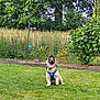 animal, blue_harness, canine, cute, daytime, dog, fence, garden, grass, greenery, happy, lawn, looking_up, nature, outdoor, pet, playful, small_dog, summer, trees