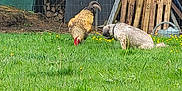 Nooky participe au concours pour gagner de l'argent avec cette photo : animal, backyard, bird, canine, chicken, curious, daytime, dog, fence, garden_tools, grass, greenery, nature, outdoor, peaceful, pet, sunny, tree, wooden_pallets, yard