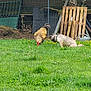 animal, backyard, bird, canine, chicken, curious, daytime, dog, fence, garden_tools, grass, greenery, nature, outdoor, peaceful, pet, sunny, tree, wooden_pallets, yard