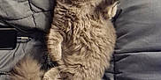 Mystik a rejoint le concours — aidez-le/la à gagner de superbes lots ! animal, bed, blanket, cat, comfort, cozy, cute, ears, feline, fluffy, fur, gray, indoor, lying, paw, pet, relaxed, resting, tail, whiskers