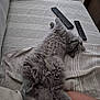 Mystik a rejoint le concours — aidez-le/la à gagner de superbes lots ! cat, gray_cat, fluffy_cat, couch, striped_blanket, remote_controls, relaxed_cat, pet, indoor, furniture, cozy, resting, animal, tabby, sleepy, fur, domestic_cat, living_room, human_leg, comfort