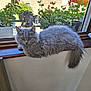 animal, cat, cute, daylight, domestic, feline, fluffy, gray_fur, greenery, home, indoor, kitten, nature, pet, plants, relaxed, window, windowsill, wood, young_cat