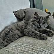 Mystik participe au concours pour gagner de l'argent avec cette photo : cat, kitten, gray, fluffy, pet, indoor, pillow, blanket, resting, relaxed, cozy, animal, fur, cute, sleepy, soft, comfort, feline, laying, home