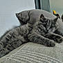 cat, kitten, gray, fluffy, pet, indoor, pillow, blanket, resting, relaxed, cozy, animal, fur, cute, sleepy, soft, comfort, feline, laying, home