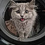 kitten, cat, gray_fur, washing_machine, laundry, curious, wide_eyes, fluffy, pet, indoor, cute, animal, feline, domestic_cat, small_animal, whiskers, playful, mouth_open, close_up, household_appliance