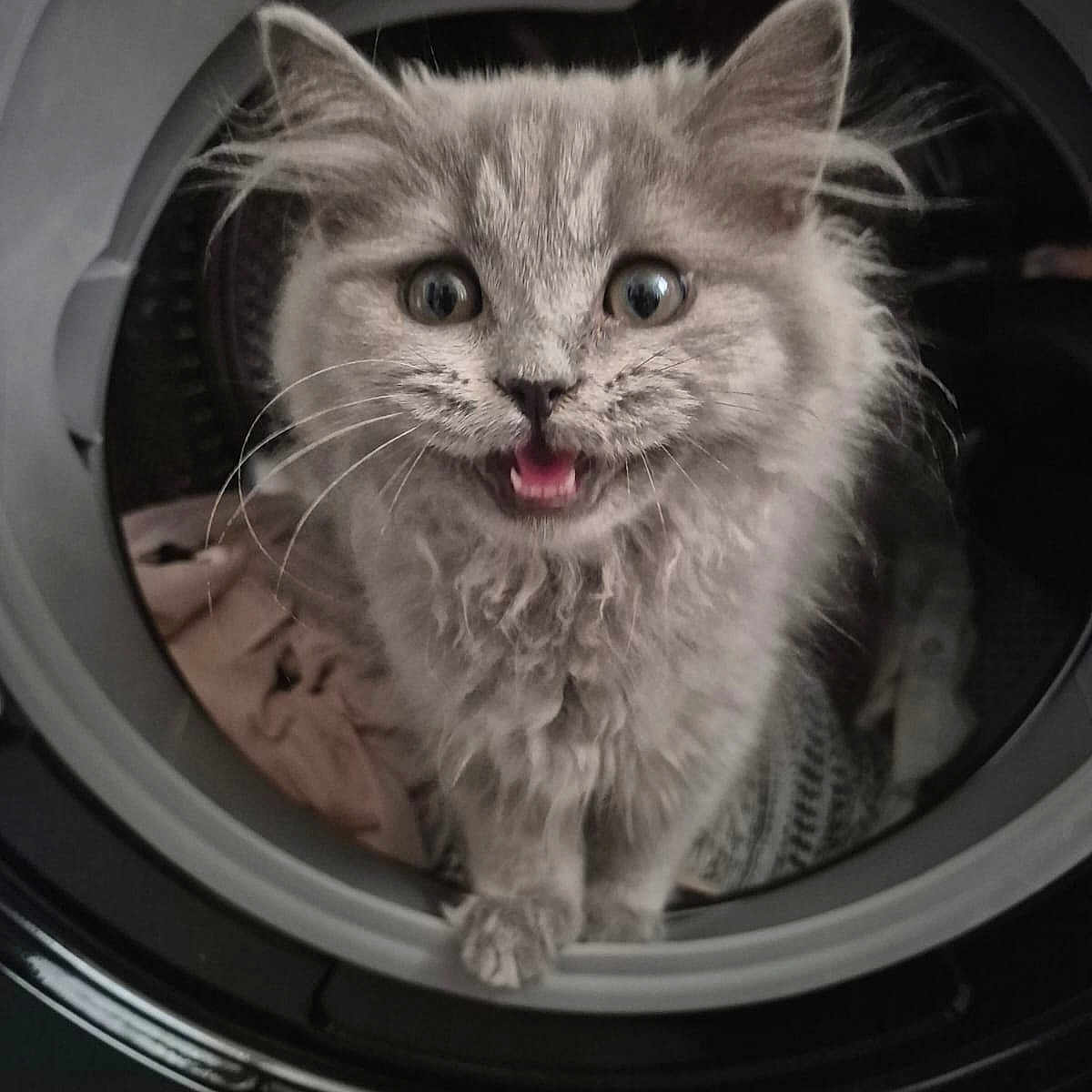 Mystik participe au concours pour gagner de l'argent avec cette photo : animal, cat, close_up, curious, cute, domestic_cat, feline, fluffy, gray_fur, household_appliance, indoor, kitten, laundry, mouth_open, pet, playful, small_animal, washing_machine, whiskers, wide_eyes