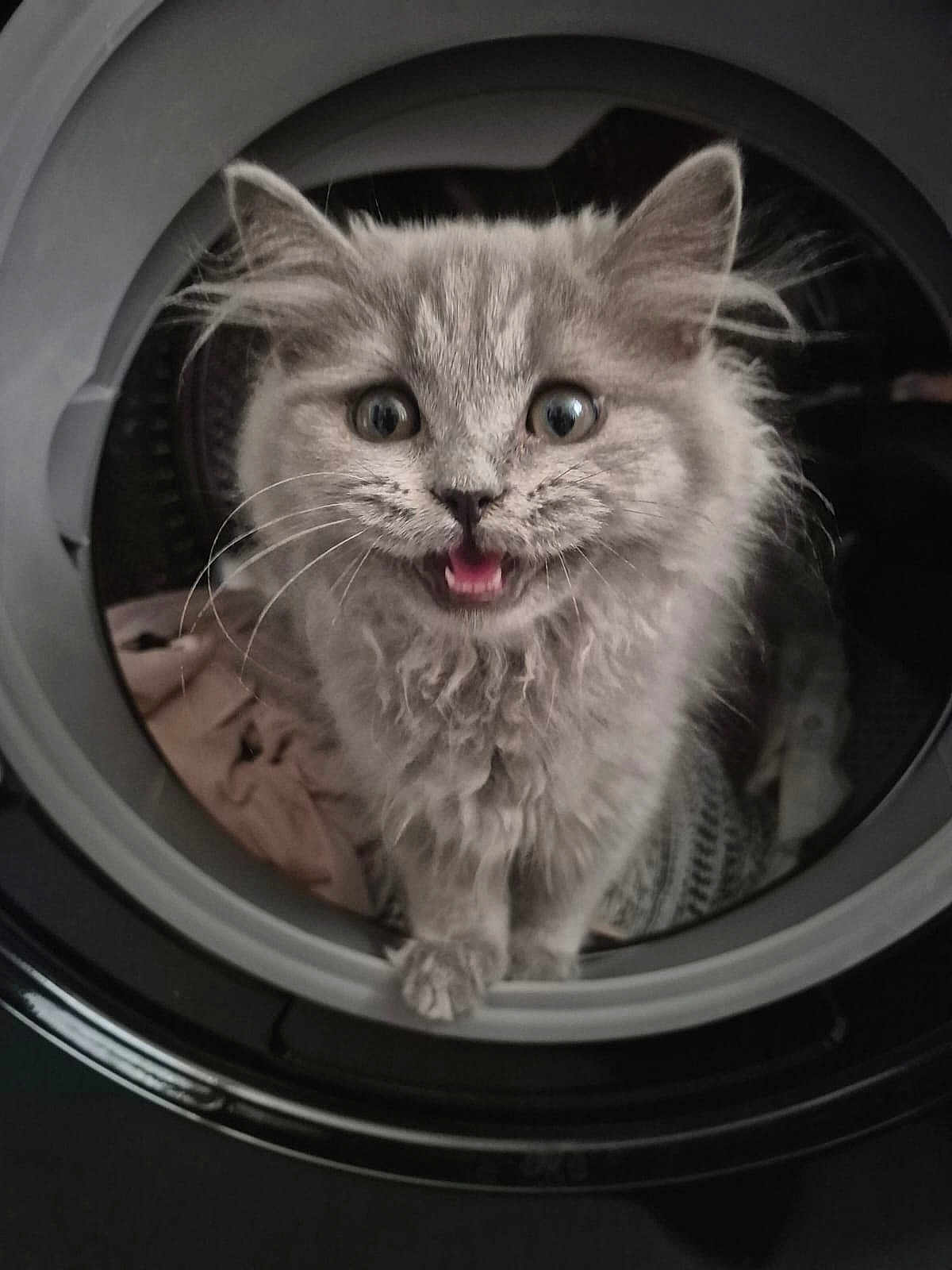 Mystik participe au concours pour gagner de l'argent avec cette photo : kitten, cat, gray_fur, washing_machine, laundry, curious, wide_eyes, fluffy, pet, indoor, cute, animal, feline, domestic_cat, small_animal, whiskers, playful, mouth_open, close_up, household_appliance
