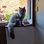 Mystik participe au concours pour gagner de l'argent avec cette photo : animal, cat, domestic_cat, feline, flowers, fluffy_cat, gray_cat, greenery, indoor, natural_light, open_window, pet, plant, red_flowers, relaxed, stone_wall, tail, window, windowsill, wooden_surface