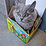 Mystik a rejoint le concours — aidez-le/la à gagner de superbes lots ! box, cardboard_box, cat, close_up, colorful, cozy, curious, cute, domestic_animal, feline, floor, fluffy, fruit_graphics, gray_cat, indoor, looking, pet, soft_fur, wall, yellow_eyes
