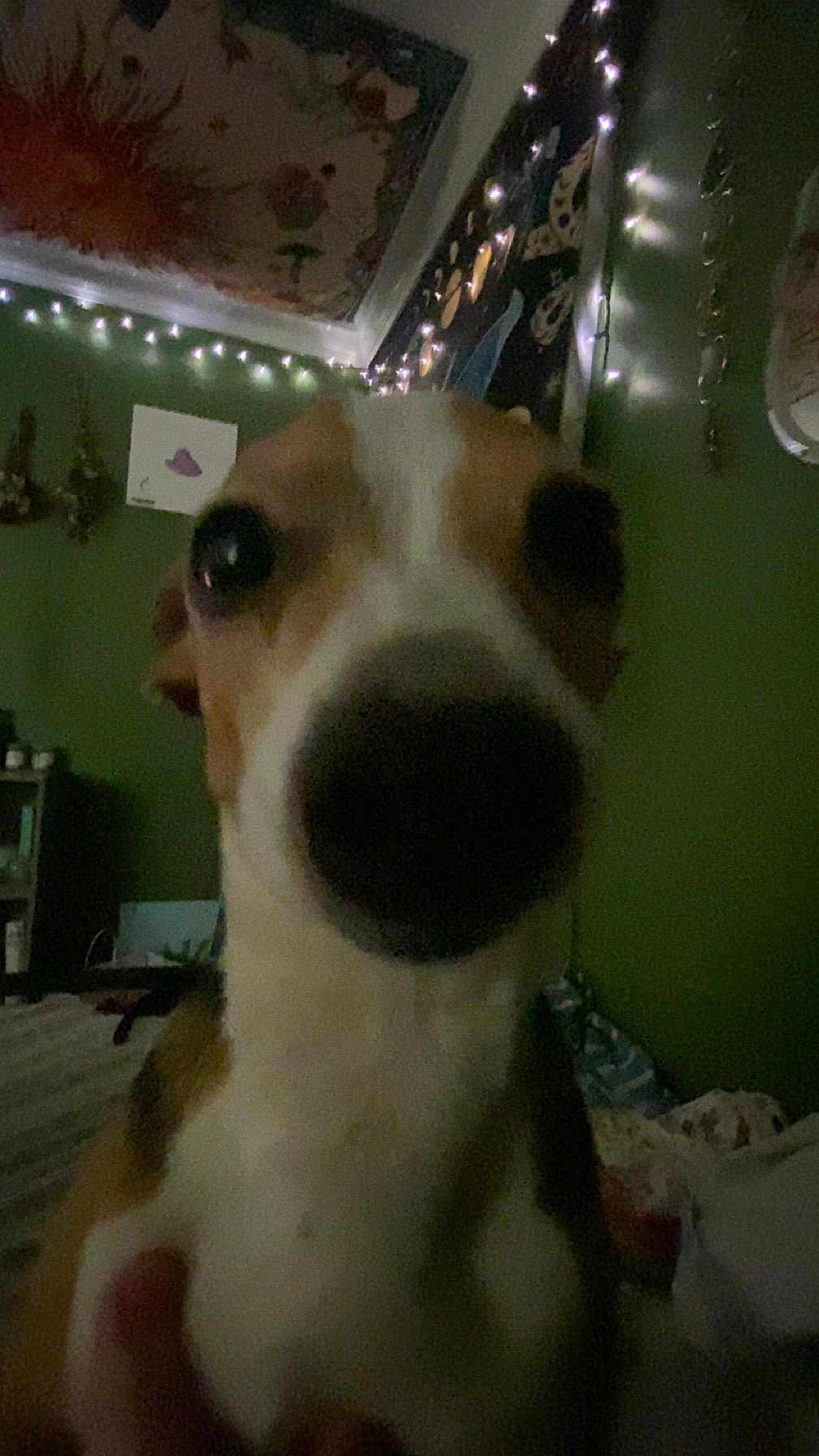 Ziggy