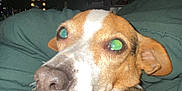 Ziggy is registered to the contest to win money with this photo: dog, pet, close_up, brown, white, fur, animal, blanket, indoor, bed, face, canine, looking_back, ears, nose, curious, resting, cozy, dim_lighting, fairy_lights
