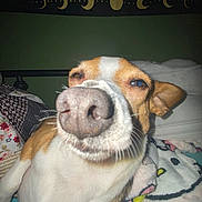 Ziggy joined the competition — help win amazing prizes! dog, close_up, nose, bed, blanket, sleepy, indoor, pet, animal, brown_and_white, whiskers, ears, face, lying_down, cozy, tapestry, celestial, night, cute, fur