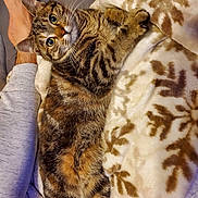 Chevy joined the competition — help win amazing prizes! animal, blanket, cat, companion, cozy, curious_eyes, cute, feline, fur, indoor, lying_down, patterned_blanket, paw, person_arm, pet, relaxing, resting, soft_texture, tabby, whiskers