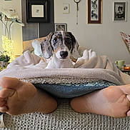 Tsuki participe au concours pour gagner de l'argent avec cette photo : dog, blanket, feet, bed, living_room, picture_frames, plant, lamp, table, cup, pillow, decor, cozy, indoors, resting, curious, wrapped, furniture, comfort, relaxation