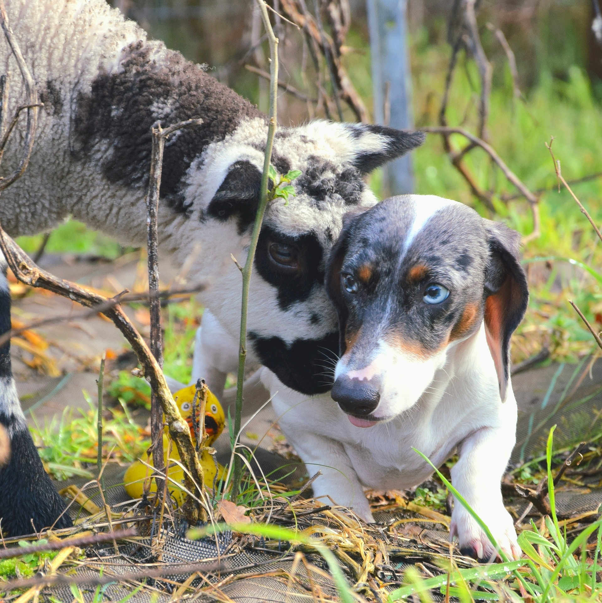 Tsuki a rejoint le concours — aidez-le/la à gagner de superbes lots ! lamb, dog, animal, outdoor, grass, nature, curious, spotted, blue_eyes, friendship, nose_to_nose, rubber_duck, twigs, greenery, young, pet, farm, close_up, playful, cute