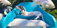 Tsuki participe au concours pour gagner de l'argent avec cette photo : animal, blue_chair, chair, collar, cushion, daylight, dog, fish, floating_fish, garden, greenery, nature, outdoor, pet, pillow, relaxed, resting, sunlight, surreal, white_dog