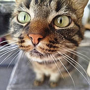 Rymel a rejoint le concours — aidez-le/la à gagner de superbes lots ! cat, tabby, close_up, green_eyes, whiskers, pink_nose, pet, feline, curious, indoor, blurred_background, animal, mammal, portrait, cute, domestic_cat, face, fur, ears, focus
