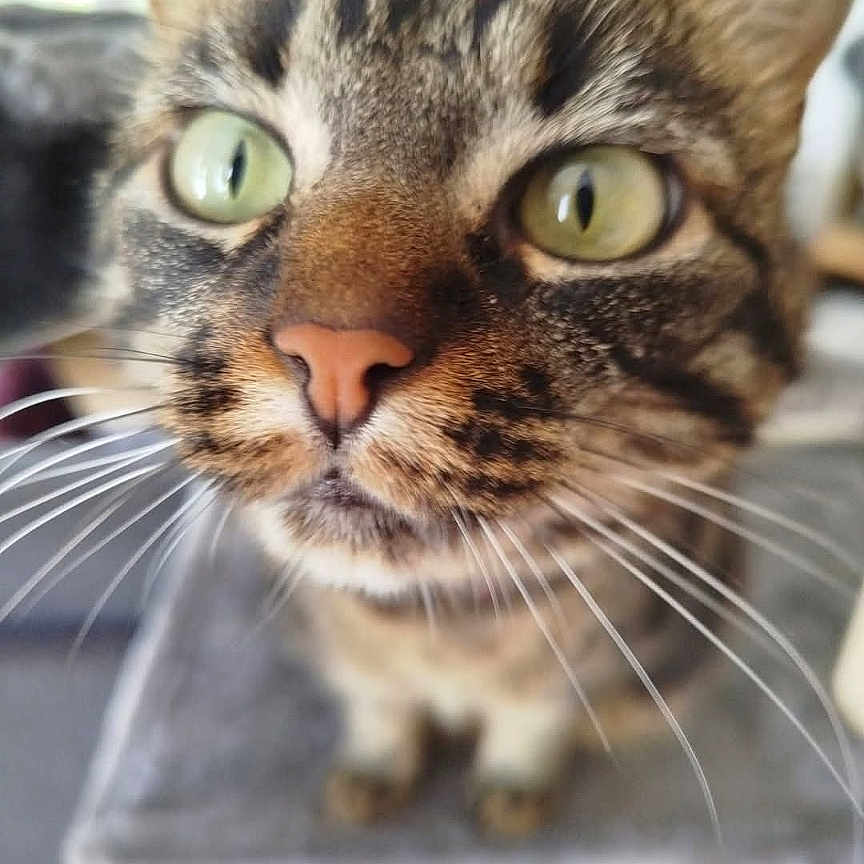 Rymel a rejoint le concours — aidez-le/la à gagner de superbes lots ! animal, blurred_background, cat, close_up, curious, cute, domestic_cat, ears, face, feline, focus, fur, green_eyes, indoor, mammal, pet, pink_nose, portrait, tabby, whiskers