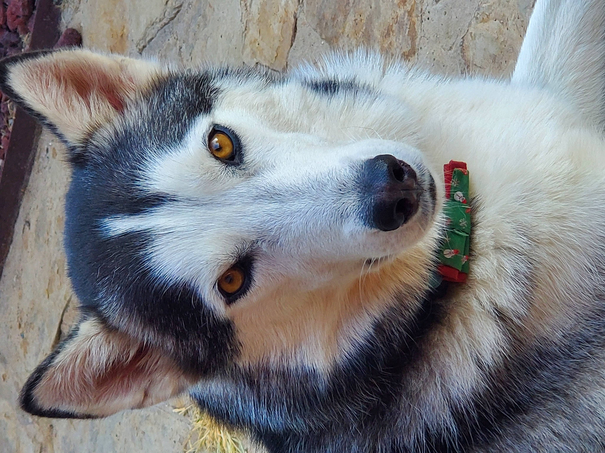 Max is registered to the contest to win money with this photo: canidae, canis, canis_lupus_tundrarum, carnivore, close_up, companion_dog, dog, dog_breed, fawn, fox, fur, mammal, sled_dog, snout, sporting_group, terrestrial_animal, vertebrate, wheel, whiskers, wolf