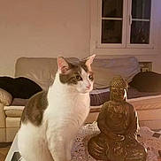 Pompon a rejoint le concours — aidez-le/la à gagner de superbes lots ! cat, buddha, statue, living_room, indoors, sitting, white_cat, gray_cat, pet, animal, table, lace, sofa, couch, window, wall_art, home_decor, portrait, warm_lighting, peaceful