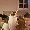 cat, buddha, statue, living_room, indoors, sitting, white_cat, gray_cat, pet, animal, table, lace, sofa, couch, window, wall_art, home_decor, portrait, warm_lighting, peaceful