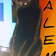 Salem participe au concours pour gagner de l'argent avec cette photo : cat, black_cat, yellow_eyes, sitting, wooden_surface, orange_wall, indoor, pet, feline, closeup, portrait, animal, fur, whiskers, alert, looking_up, bright_eyes, text_overlay, name, domestic_cat
